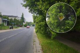 znak drogowy zasloniety przez galezie 1c979e74aa4a