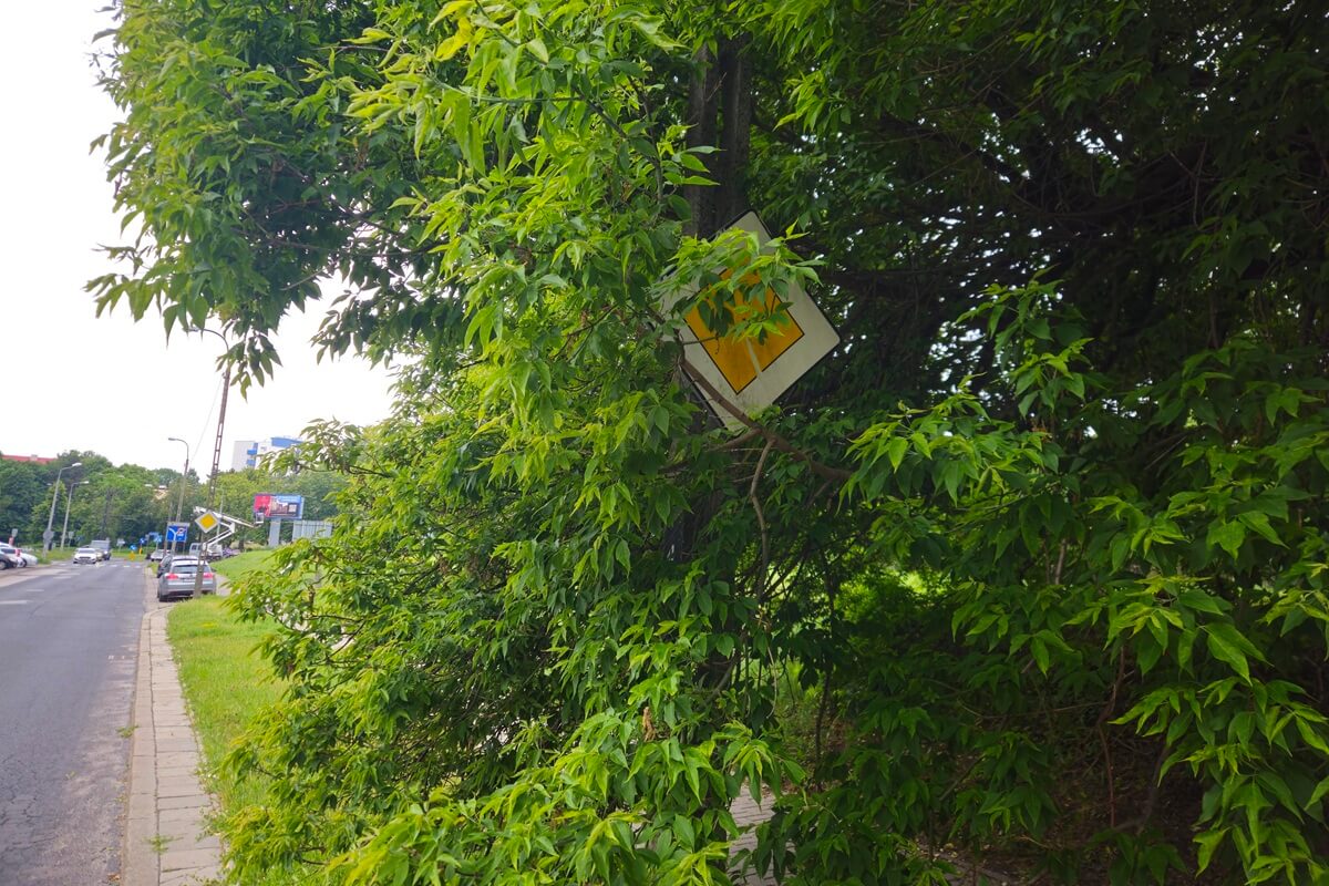 Zasłonięty przez gałęzie znak drogowy przy ul. Walecznych
