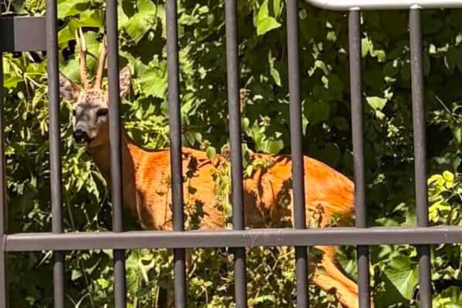 jelonek uwieziony na cmentarzu zydowskim przy ul kalinowszczyzna a5efd42c7159