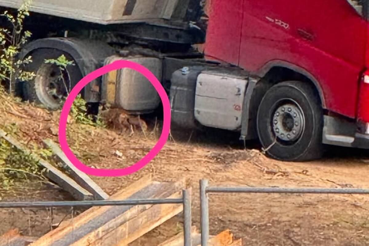 Młode lisy na budowie osiedla mieszkaniowego Warszawska 2