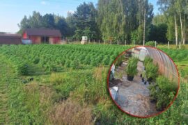 plantacja konopi indyjskich w rykach 30ee6364c3a1