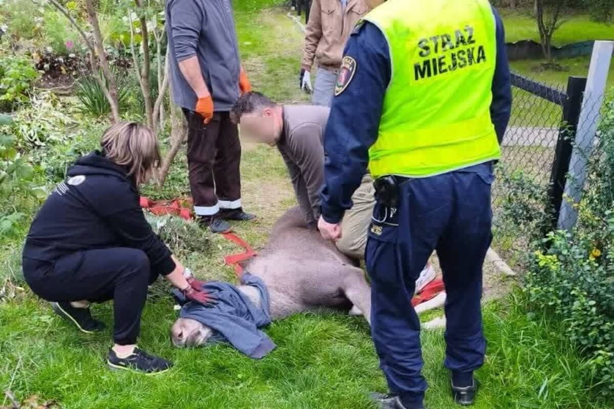 Akcja uśpienia łosia