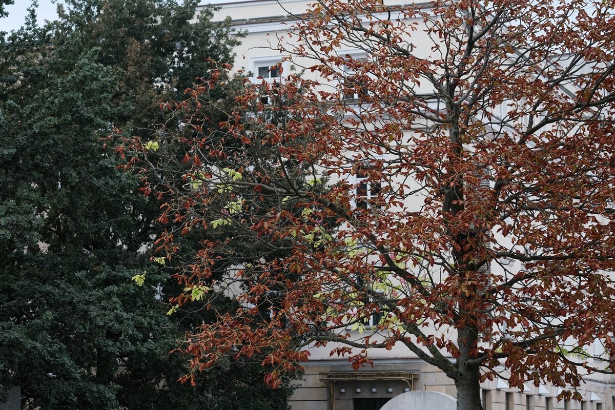 Wiosna w środku września w centrum Lublina. Zakwitł różowy kasztanowiec | ZDJĘCIA 2 Kwitnący kasztanowiec na Placu Litewskim we wrześniu