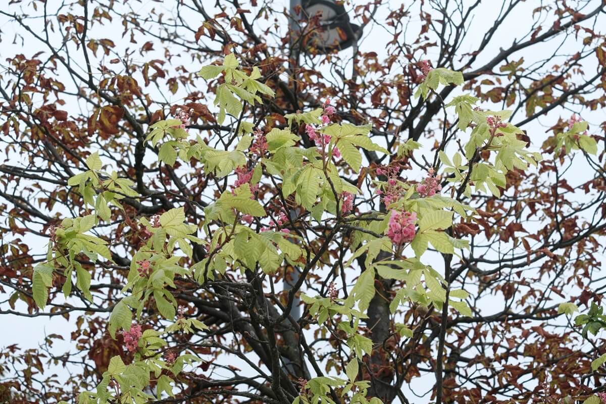 Wiosna w środku września w centrum Lublina. Zakwitł różowy kasztanowiec | ZDJĘCIA 3 Kwitnący kasztanowiec na Placu Litewskim we wrześniu