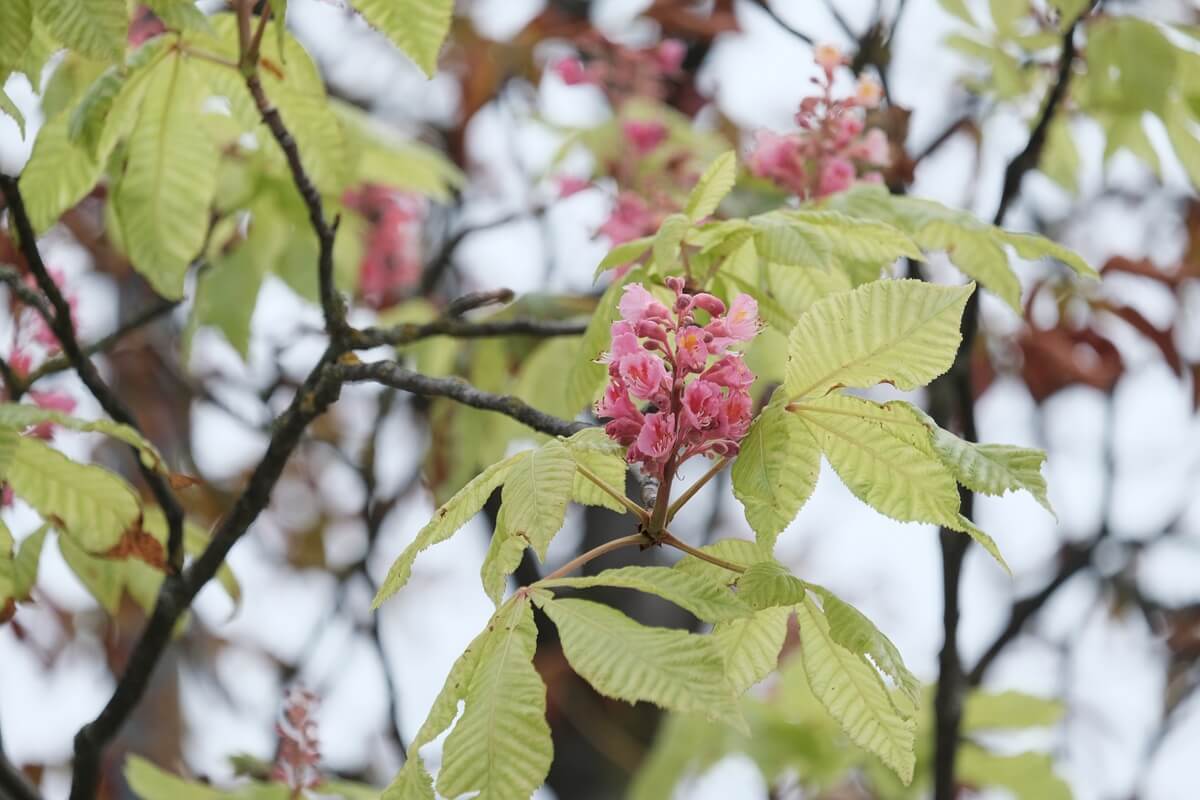 Wiosna w środku września w centrum Lublina. Zakwitł różowy kasztanowiec | ZDJĘCIA 4 Kwitnący kasztanowiec na Placu Litewskim we wrześniu