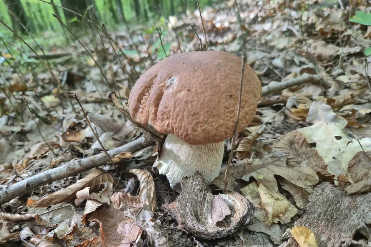 Borowik jesienny