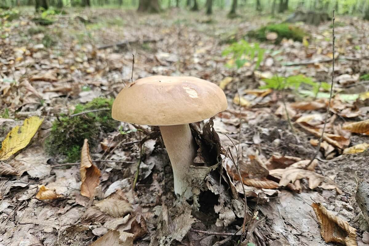 Borowik jesienny