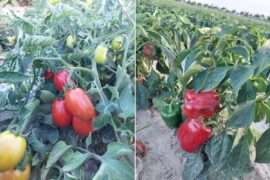 samozbiory pomidorow i papryki w zemborzycach wojciechowskich pod lublinem 866287cded8b