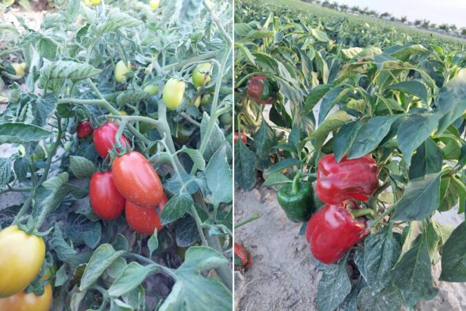 samozbiory pomidorow i papryki w zemborzycach wojciechowskich pod lublinem 866287cded8b
