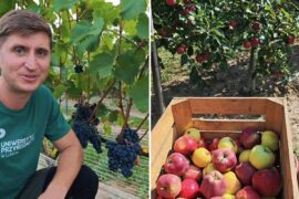 samozbiory winogron i jablek up lublin a43e232ec74b
