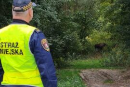straznicy miejscy interweniujacy do losi 94faa9837e9e