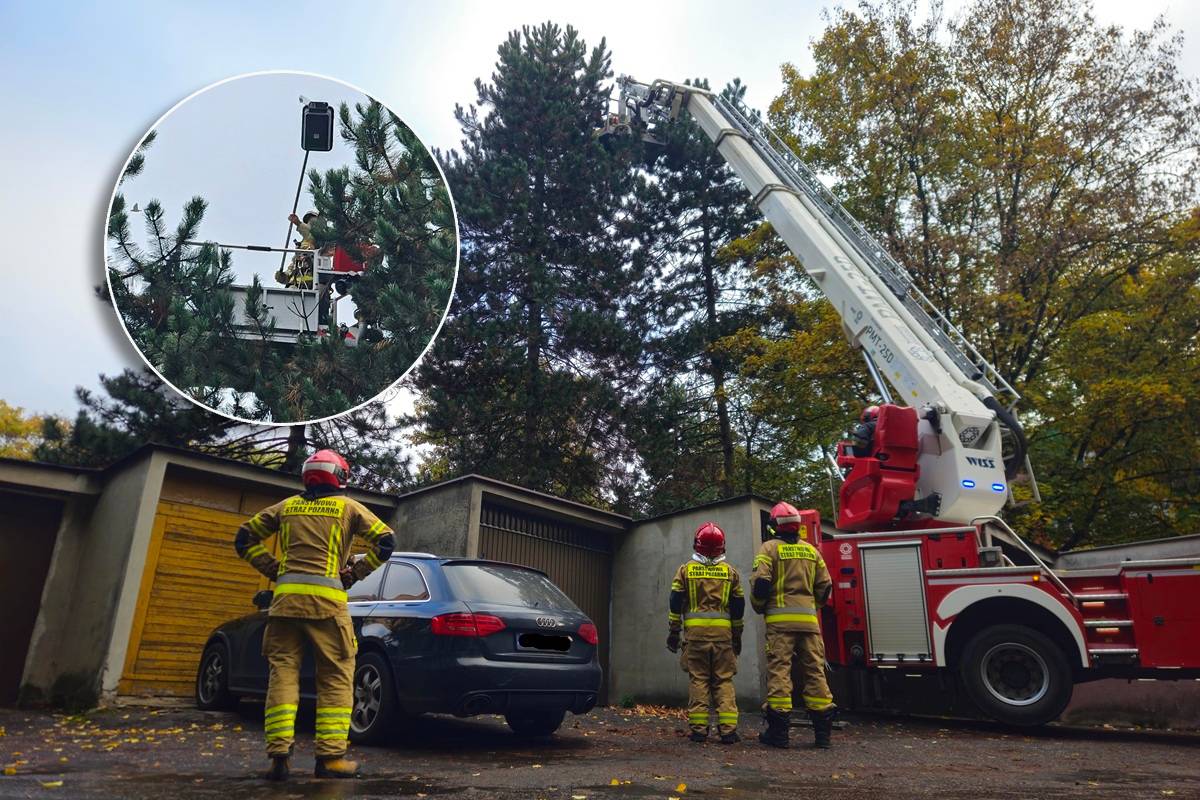 Kot spędził tydzień na czubku sosny. Nietypowa i trudna akcja strażaków na Tatarach | ZDJĘCIA