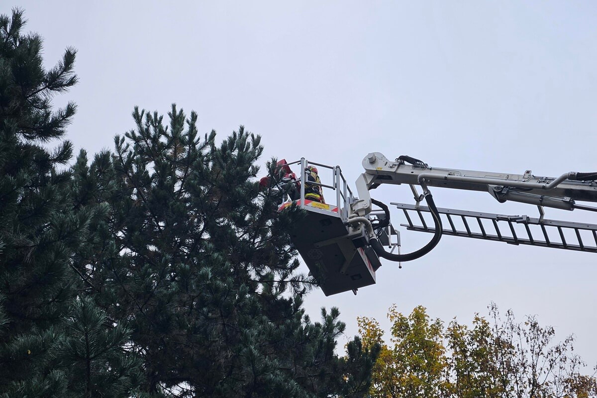Kot spędził tydzień na czubku sosny. Nietypowa i trudna akcja strażaków na Tatarach | ZDJĘCIA 3 Akcja strażaków przy ul. Odlewniczej - kot na drzewie
