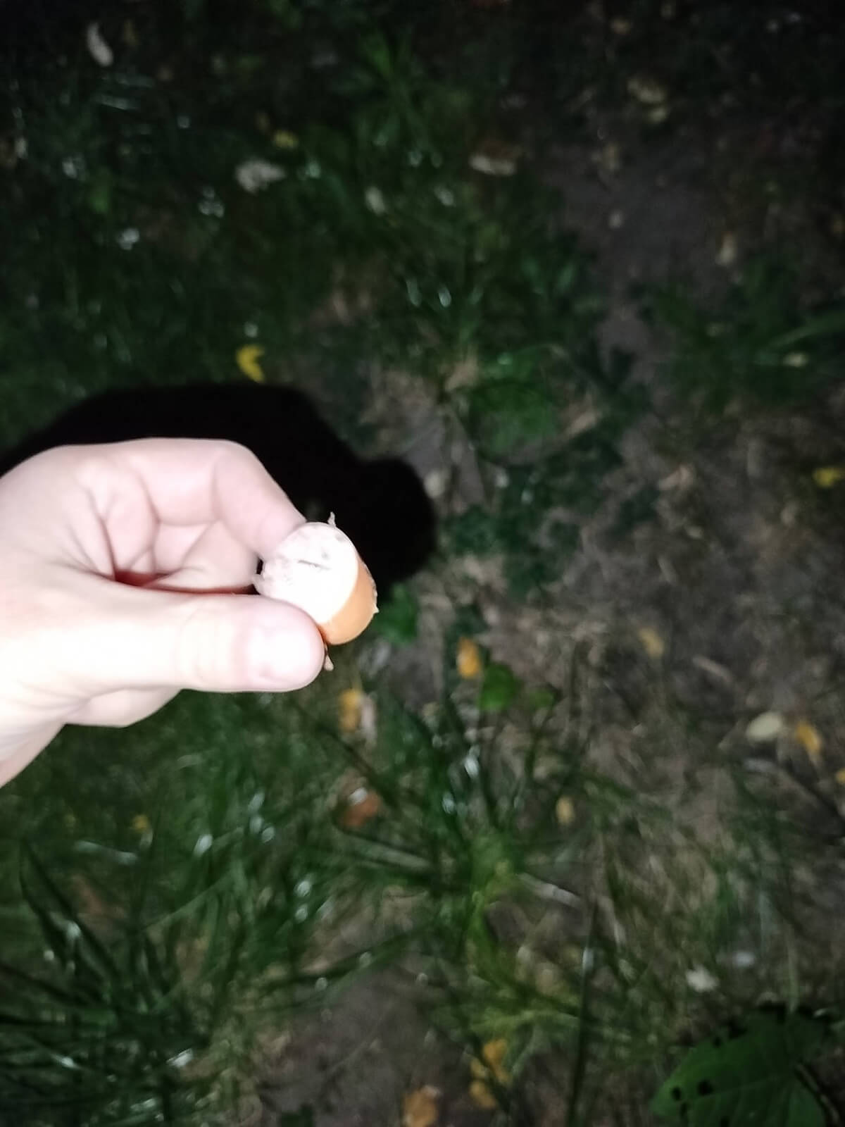 Śmiertelne pułapki na psim spacerze. Kiełbasa naszpikowana szpilkami i trutką | ZDJĘCIA 2 Kiełbasa z trutką i szpilkami znaleziona na trawniku
