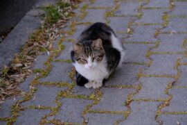 pexels izafi 23547654 b9be5af17dc4