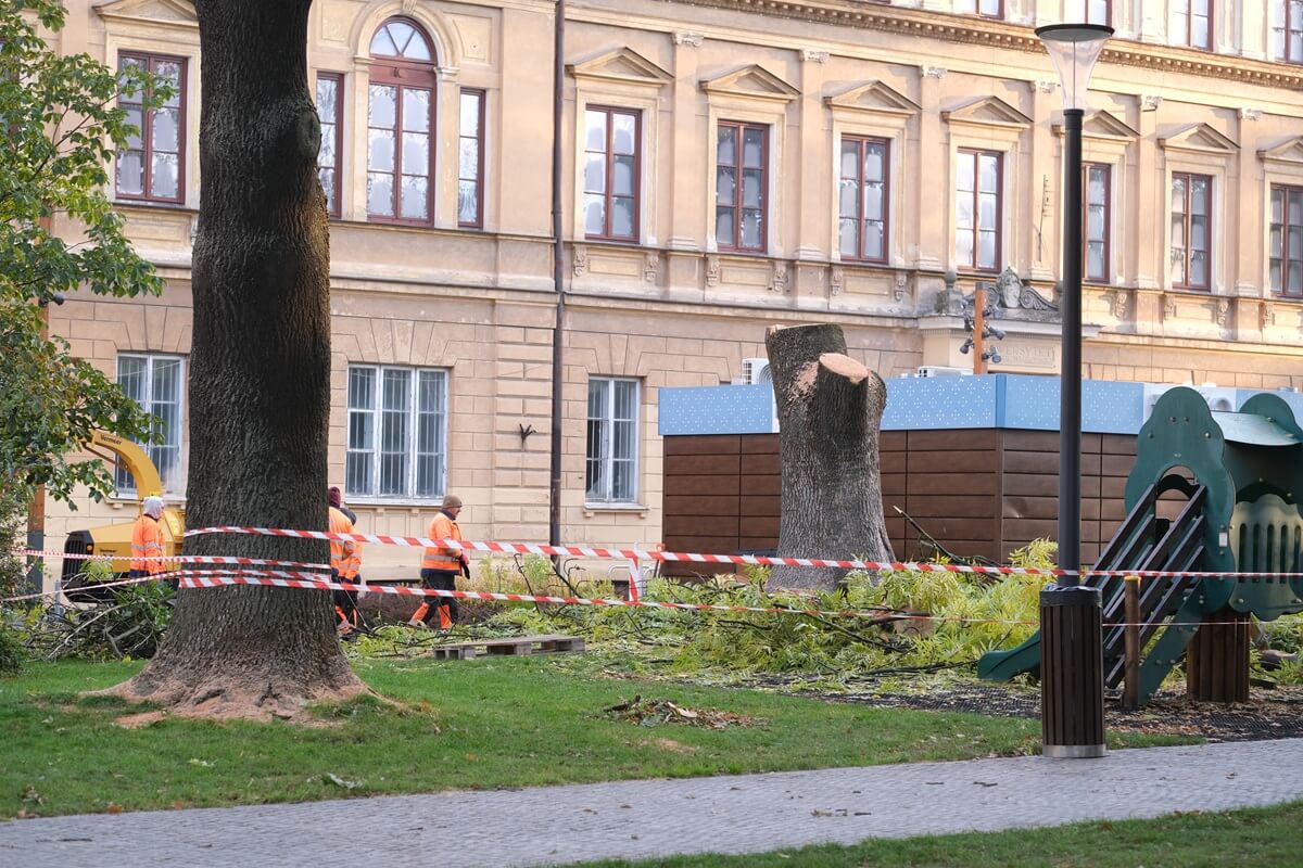 Mieszkańcy oburzeni wycinką potężnego drzewa na Placu Litewskim. Specjaliści: „Wystarczyłaby wichura, by runął na plac zabaw lub lodziarnię” 2 Wycięty jesion na Placu Litewskim