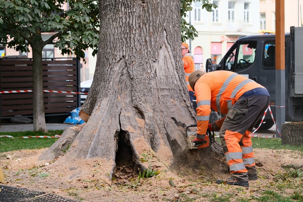 Mieszkańcy oburzeni wycinką potężnego drzewa na Placu Litewskim. Specjaliści: „Wystarczyłaby wichura, by runął na plac zabaw lub lodziarnię” 6 Wycięty jesion na Placu Litewskim