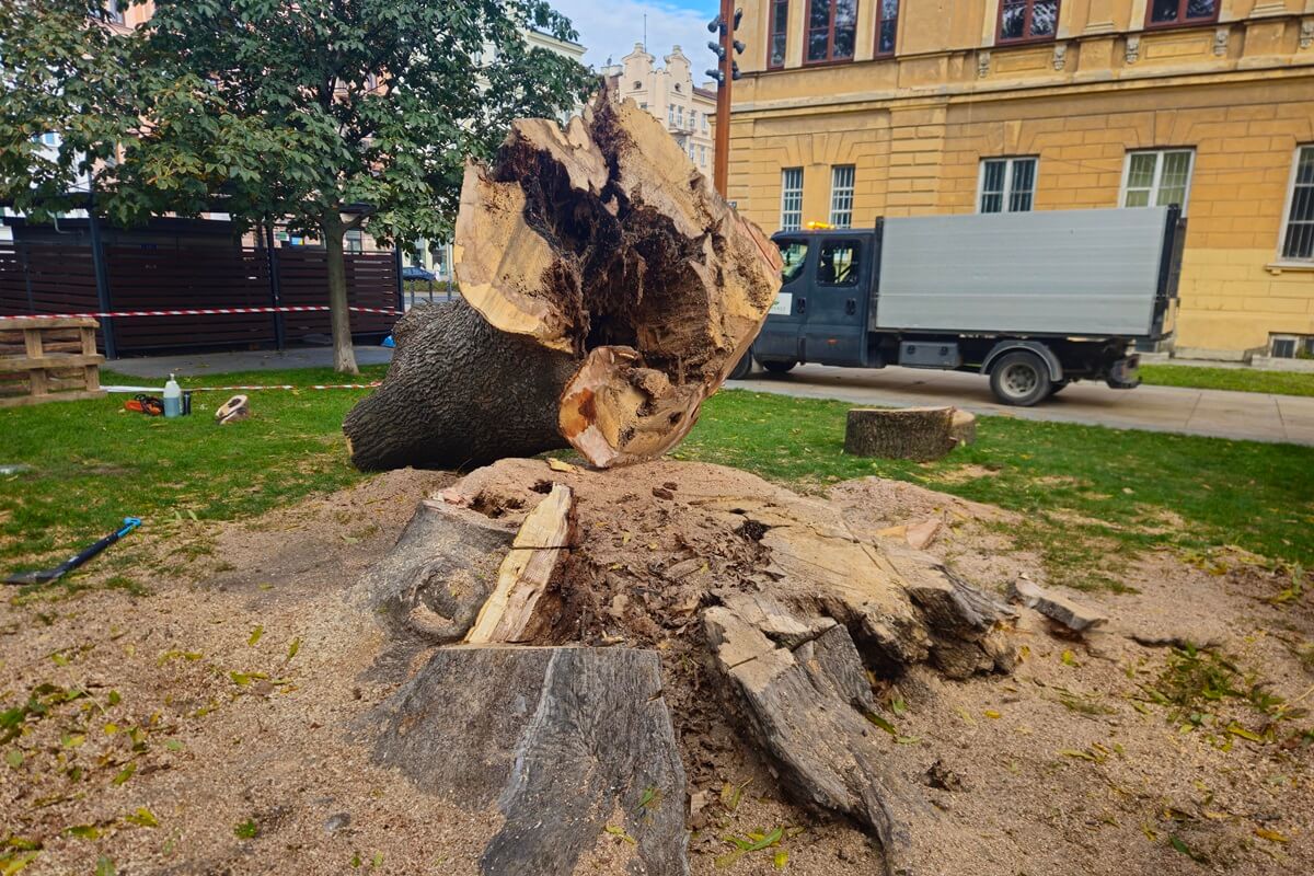 Mieszkańcy oburzeni wycinką potężnego drzewa na Placu Litewskim. Specjaliści: „Wystarczyłaby wichura, by runął na plac zabaw lub lodziarnię” 7 Wycięty jesion na Placu Litewskim